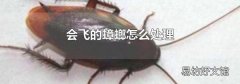 会飞的蟑螂怎么处理