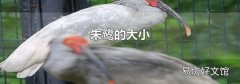 朱鹭的大小