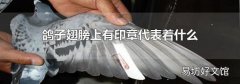 鸽子翅膀上有印章代表着什么