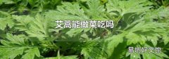 艾蒿能做菜吃吗
