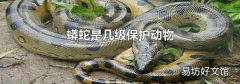 蟒蛇是几级保护动物