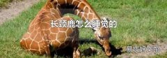 长颈鹿怎么睡觉的