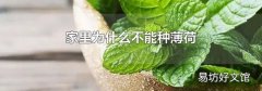 家里为什么不能种薄荷