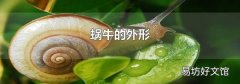 蜗牛的外形