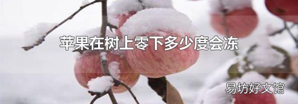 苹果在树上零下多少度会冻