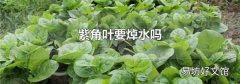 紫角叶要焯水吗