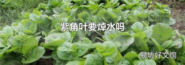 紫角叶要焯水吗