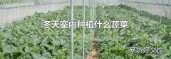 冬天室内种植什么蔬菜