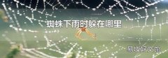 蜘蛛下雨时躲在哪里
