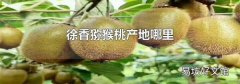 徐香猕猴桃产地哪里