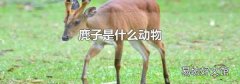 麂子是什么动物