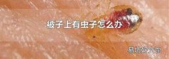 被子上有虫子怎么办