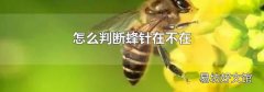 怎么判断蜂针在不在
