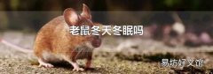 老鼠冬天冬眠吗