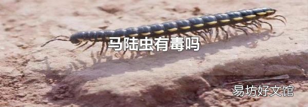 马陆虫有毒吗
