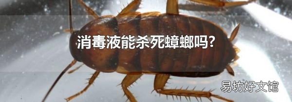 消毒液能杀死蟑螂吗?