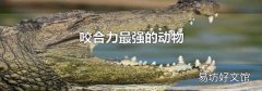 咬合力最强的动物