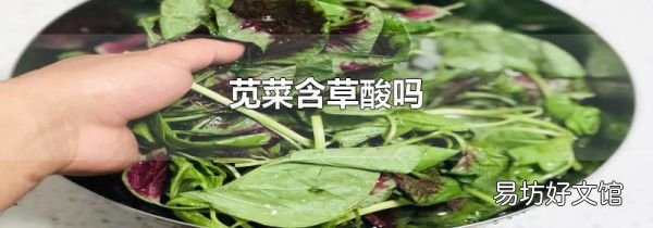 苋菜含草酸吗