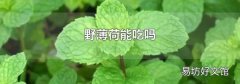野薄荷能吃吗
