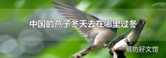 中国的燕子冬天去在哪里过冬