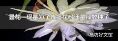 昙花一现是为了传播花粉还是释放种子