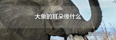大象的耳朵像什么