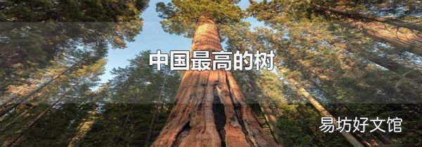 中国最高的树
