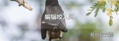 蝙蝠咬人吗