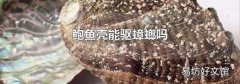 鲍鱼壳能驱蟑螂吗