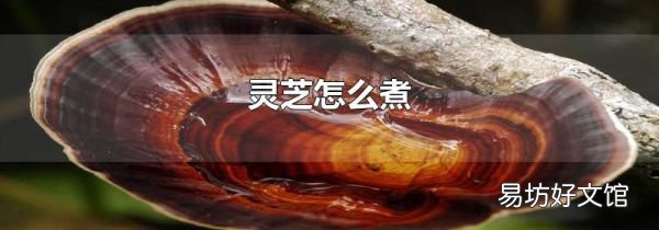 灵芝怎么煮