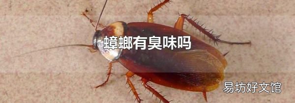蟑螂有臭味吗