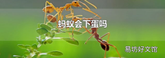 蚂蚁会下蛋吗