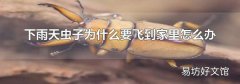 下雨天虫子为什么要飞到家里怎么办