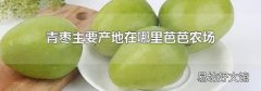 青枣主要产地在哪里芭芭农场