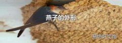 燕子的外形
