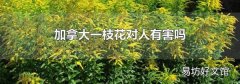 加拿大一枝花对人有害吗
