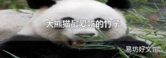 大熊猫最爱吃的竹子