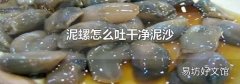 泥螺怎么吐干净泥沙