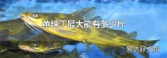 黄辣丁最大能有多少斤