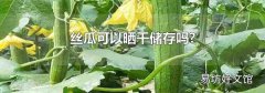 丝瓜可以晒干储存吗?
