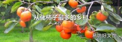 从化柿子最多的乡村
