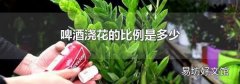 啤酒浇花的比例是多少
