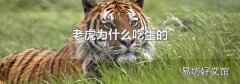 老虎为什么吃生的