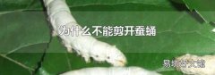 为什么不能剪开蚕蛹