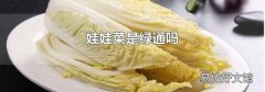 娃娃菜是绿通吗