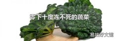 零下十度冻不死的蔬菜