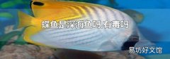 蝶鱼是深海鱼吗,有毒吗