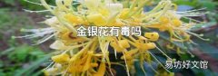 金银花有毒吗