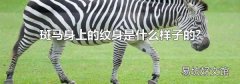 斑马身上的纹身是什么样子的?