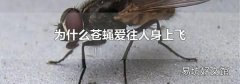 为什么苍蝇爱往人身上飞